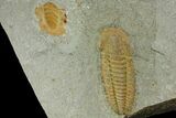 Protolenus Trilobite Molt With Pos/Neg - Tinjdad, Morocco #141875-1